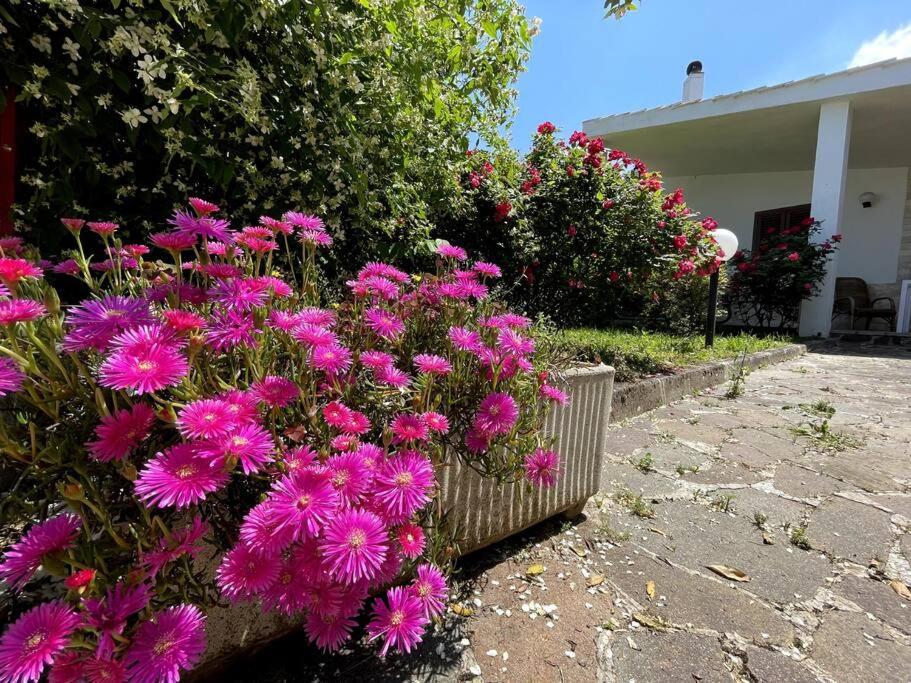 Willa Rose Country Cassano delle Murge Zewnętrze zdjęcie